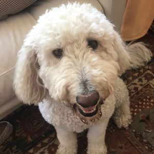 Meet your Posher, Annie